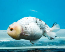 Load image into Gallery viewer, White Tiger Ranchu Female (4.5 inches) Imported from Thailand