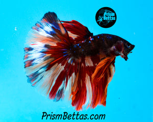 Candy Galaxy Halfmoon Male