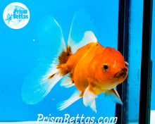 Load image into Gallery viewer, Longfinned Shogun Oranda ~2.5-3 inches (body only)