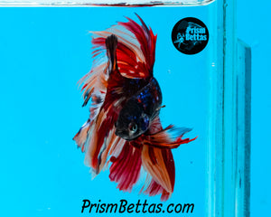 Candy Galaxy Halfmoon Male