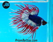 Load image into Gallery viewer, Marble Crowntail Male