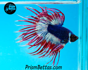 Marble Crowntail Male