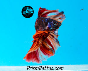 Candy Galaxy Halfmoon Male
