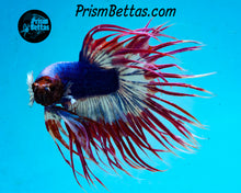 Load image into Gallery viewer, Marble Crowntail Male