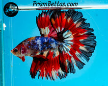 Load image into Gallery viewer, Rainbow Marble Rosetail Halfmoon Male