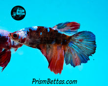 Load image into Gallery viewer, Samurai Marble Halfmoon Female