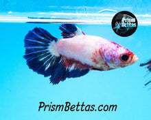 Load image into Gallery viewer, Marble Halfmoon Female Buy 4 Get 1 Free