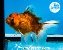 Load image into Gallery viewer, Goldcoin Longfinned Shogun Oranda ~2.5-3 inches (body only)