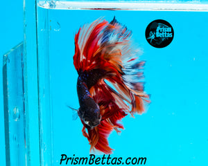 Candy Galaxy Halfmoon Male