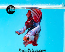 Load image into Gallery viewer, Marble Halfmoon Male