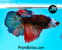 Load image into Gallery viewer, Samurai Marble Halfmoon Female