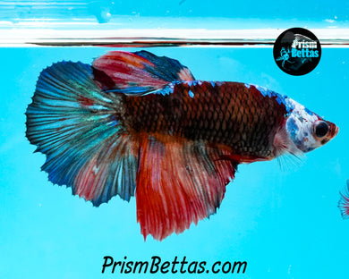 Samurai Marble Halfmoon Female