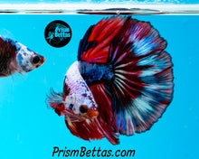 Load image into Gallery viewer, Marble Halfmoon Male