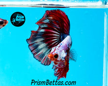 Load image into Gallery viewer, Marble Halfmoon Male