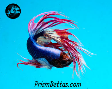 Marble Crowntail Male