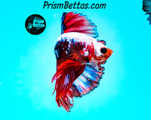 Load image into Gallery viewer, Marble Halfmoon Male