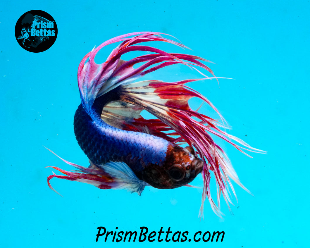 Marble Crowntail Male
