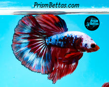 Load image into Gallery viewer, Marble Halfmoon Male