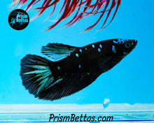 Load image into Gallery viewer, Blackstar Halfmoon Female