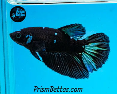 Blackstar Halfmoon Female