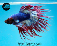 Load image into Gallery viewer, Marble Crowntail Male