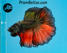 Load image into Gallery viewer, Orange Copper Halfmoon Male