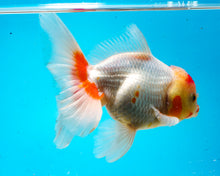 Load image into Gallery viewer, Red and White Oranda Male (5.5 inches) Imported from Thailand