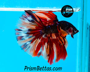 Candy Galaxy Halfmoon Male