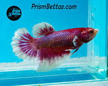 Load image into Gallery viewer, Purple Salamander Halfmoon Female