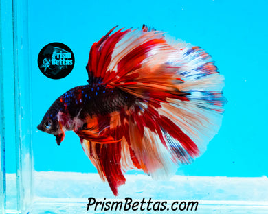 Candy Galaxy Halfmoon Male