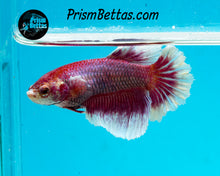 Load image into Gallery viewer, Purple Salamander Halfmoon Female