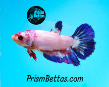 Load image into Gallery viewer, Marble Halfmoon Female Buy 4 Get 1 Free