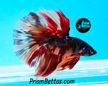 Load image into Gallery viewer, Candy Galaxy Halfmoon Male