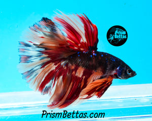 Candy Galaxy Halfmoon Male