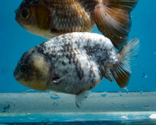 Load image into Gallery viewer, White Tiger Calico Ranchu  (3.5-4 inches) Imported from Thailand
