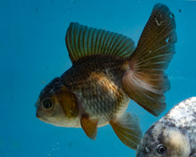 Load image into Gallery viewer, Bronze Panda Oranda (3.5-4 inches) Imported from Thailand