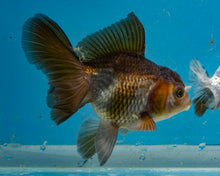 Load image into Gallery viewer, Bronze Panda Oranda (3.5-4 inches) Imported from Thailand