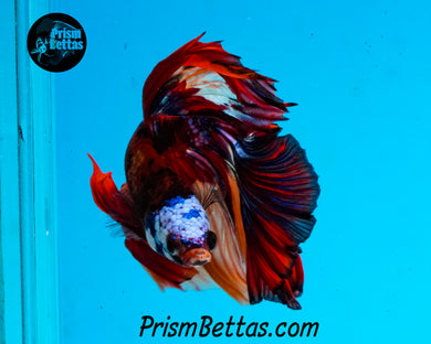 Candy Koi Halfmoon Male