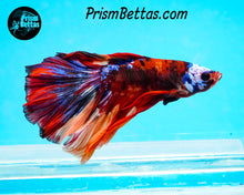 Load image into Gallery viewer, Candy Koi Halfmoon Male
