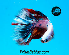 Load image into Gallery viewer, Rainbow Marble Halfmoon Male