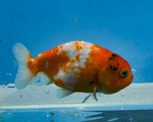 Load image into Gallery viewer, Tricolor Ranchu  (3.5-4 inches) Imported from Thailand