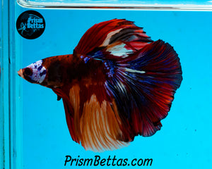 Candy Koi Halfmoon Male