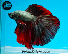 Load image into Gallery viewer, Red Copper Halfmoon Male