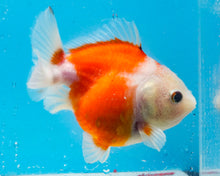 Load image into Gallery viewer, Red and White Shogun Godzilla Male  (4.25 inches) Imported from Thailand