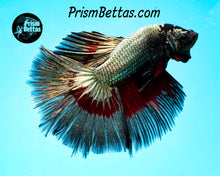 Load image into Gallery viewer, Red Copper Butterfly Halfmoon Male