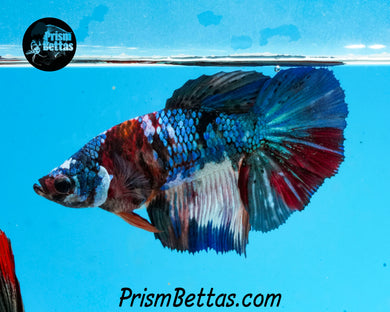 Marble Halfmoon Female