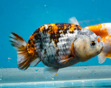 Load image into Gallery viewer, Calico Ranchu  (3.5-4 inches) Imported from Thailand