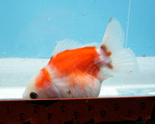 Load image into Gallery viewer, Red and White Shogun Godzilla Male  (4.25 inches) Imported from Thailand