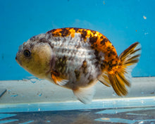 Load image into Gallery viewer, Calico Ranchu  (3.5-4 inches) Imported from Thailand