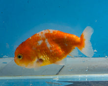 Load image into Gallery viewer, Tricolor Ranchu  (3.5-4 inches) Imported from Thailand